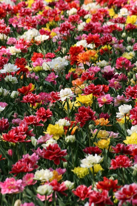 Keukenhof