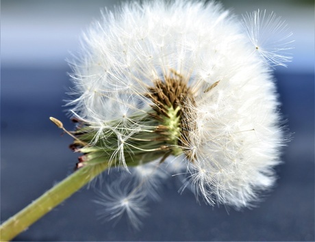 Uitgebloeide paardenbloem