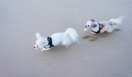 mijn honden in de run.jpg