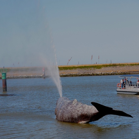 Walvis Harlingen Friesland