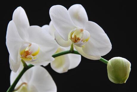 orchidee met knop