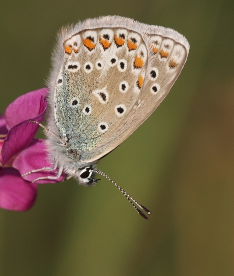 Icarus Blauwtje