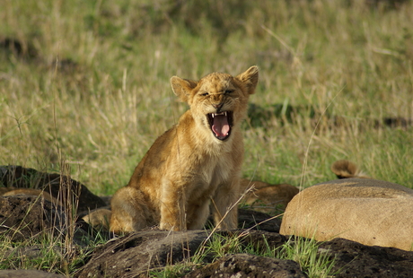 "Game drive" Kenia