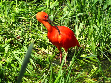 Ibis