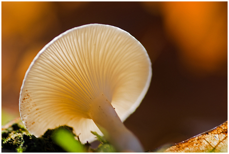 Glowing mushroom.....