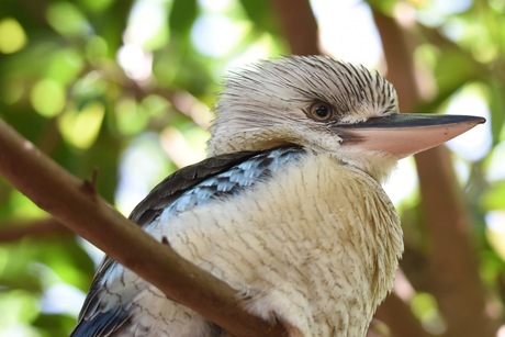 kookaburra close