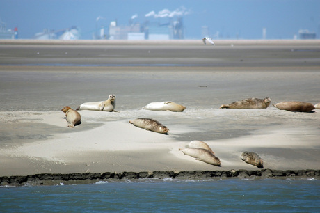 westerschelde