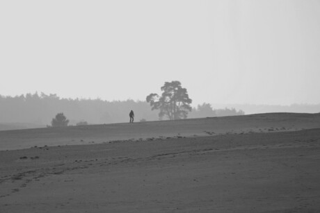 zandvlakte Hoge Veluwe