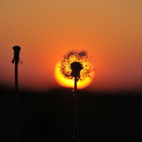 Paardebloem in avondzon
