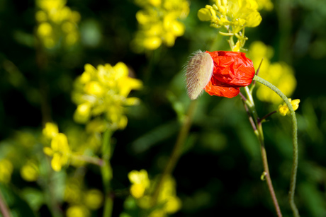 Rood en geel