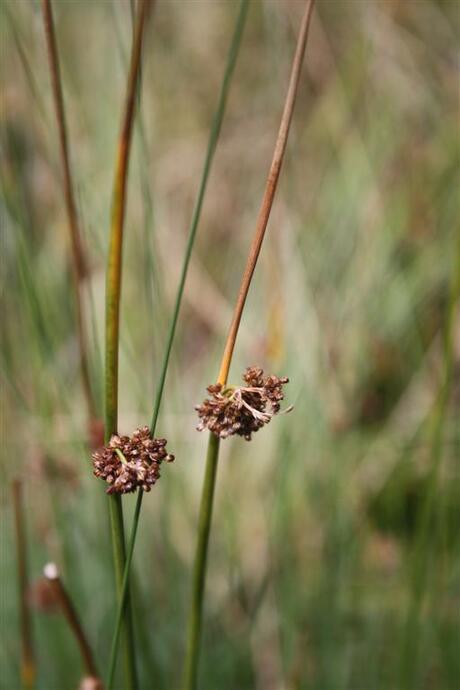 Waterplant