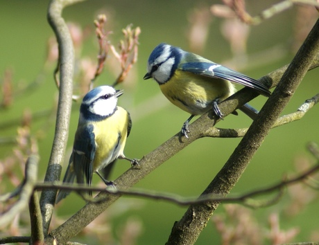 Happy birds