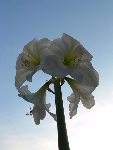 Amaryllis