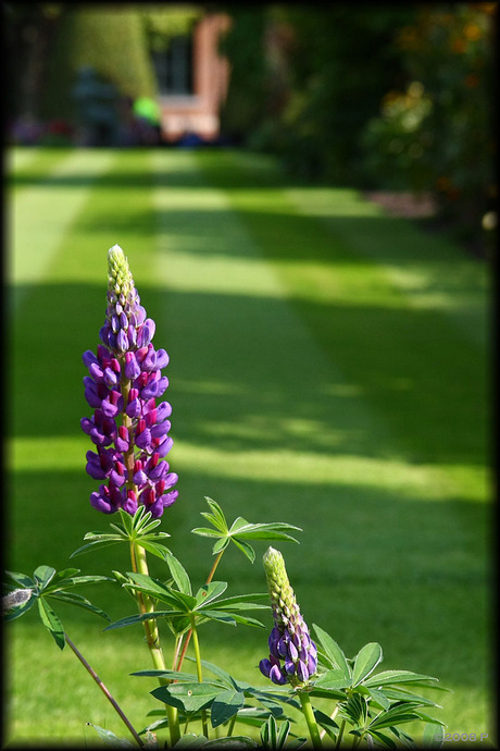 Kleur in de kruidtuin