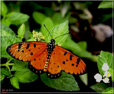 vlinders thailand