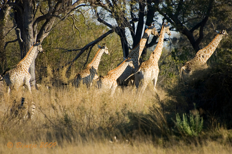 Wildlife tijdens wandeling 2