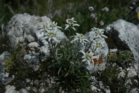 Edelweiss