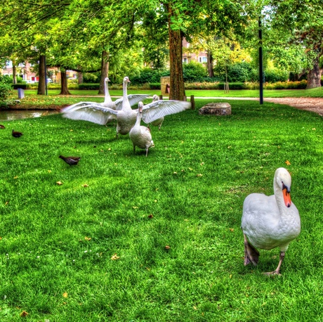 Vroege vogels in het park