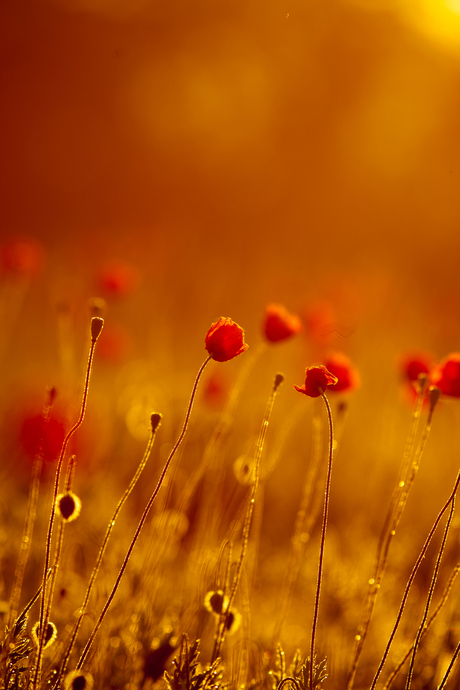 Poppies at golden hour