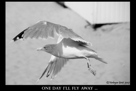 One day I'll fly away ...