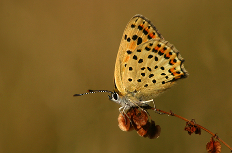 Bruine vuurvlinder