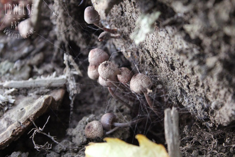 Kleine paddenstoelen