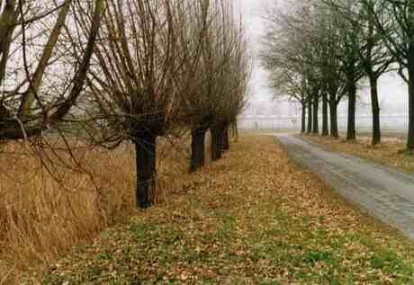 Bomen in de Winter