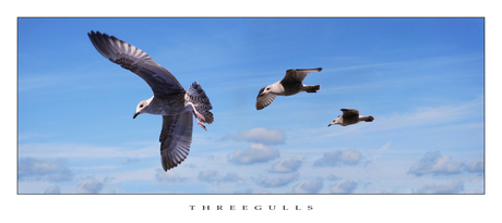Threegulls