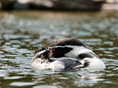 Humboldt Pinguin