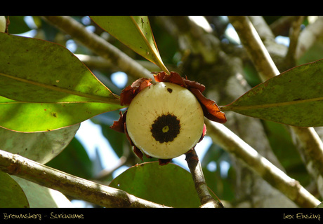 Brownsberg, Suriname