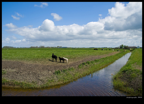 Voorjaarsstemming in de Weide