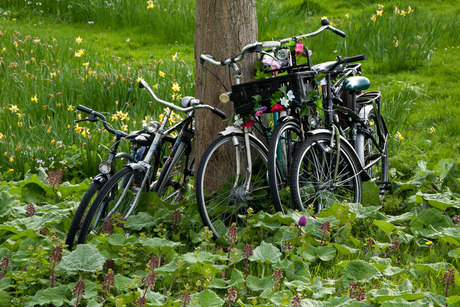 Fietsen bij de boom