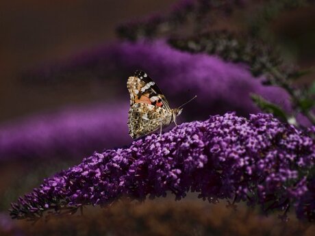 Nectar fijnproevertje