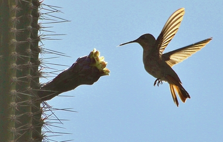 Kolibri