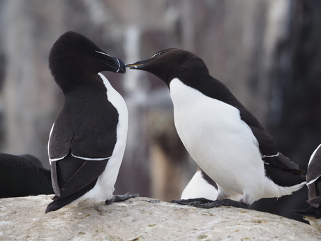 Razorbills