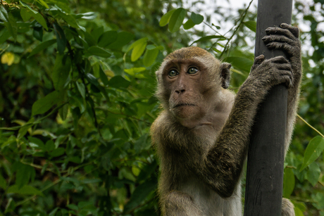 Aapje in Thailand