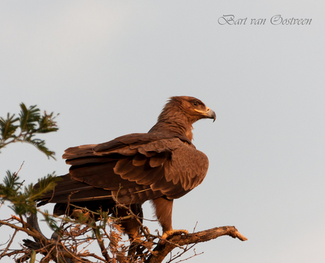 Steppe Eagle Oeganda