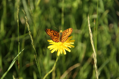 Zilveren maan (Boloria selene)