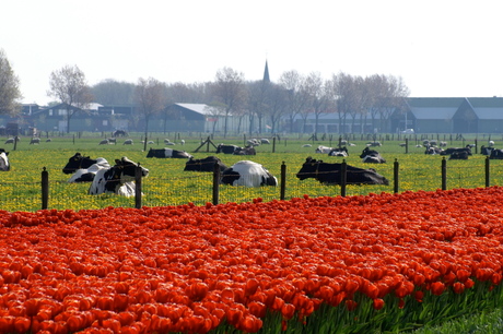 Holland