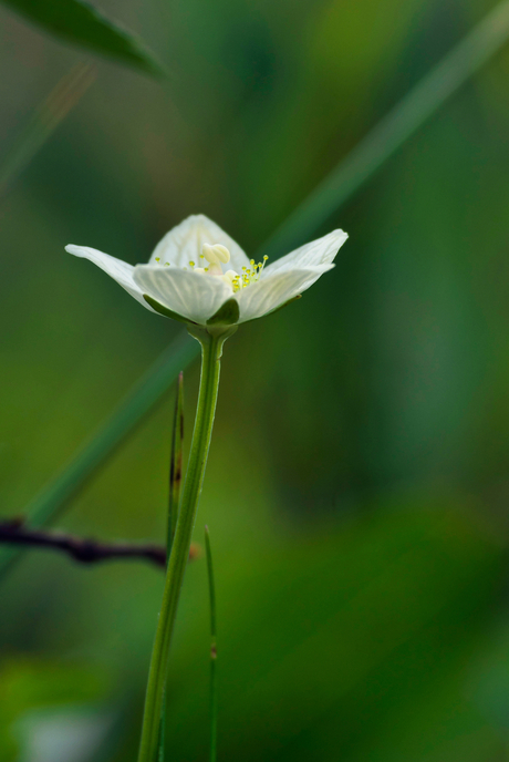 Klein bergbloemetje in Noorwegen