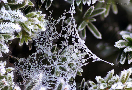 Frosty web