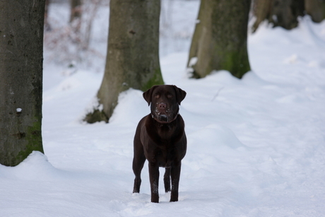 bruine labrador, witte sneeuw