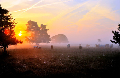 HDR Dwingelderveld.jpg