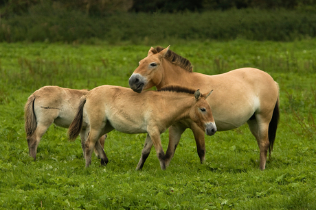 L\Przewalskipaard met veulen