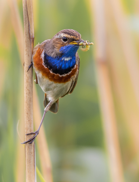 Blauwborst (man)