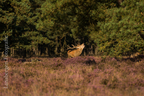 De Hoge Veluwe