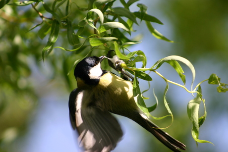 Geluksvogel!!