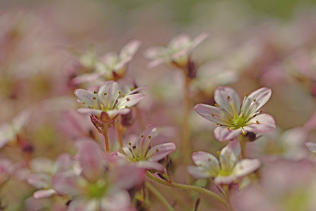 macro beauty