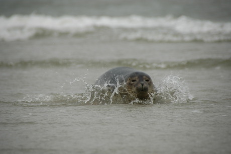 Schiermonnikoog