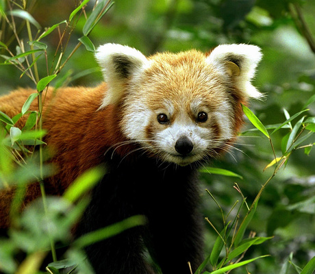 Kleine Panda - Ailurus fulgens